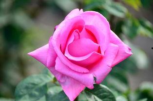 玫瑰玫瑰色,探寻浪漫与爱情的色彩密码