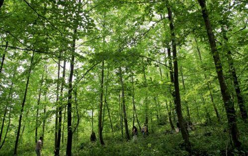 和平树,和谐共生，构建美好家园的绿色使者