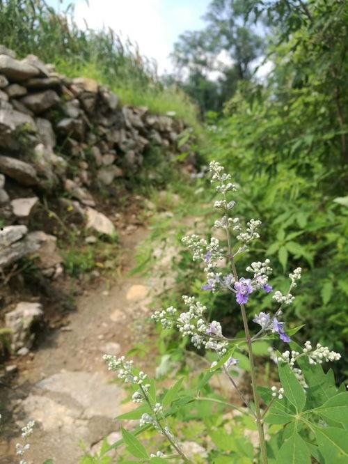 山村野花香,探寻自然之美与乡村风情